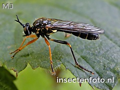 dioctria hyalipennis (1280*960)<br>(gewone bladjager)